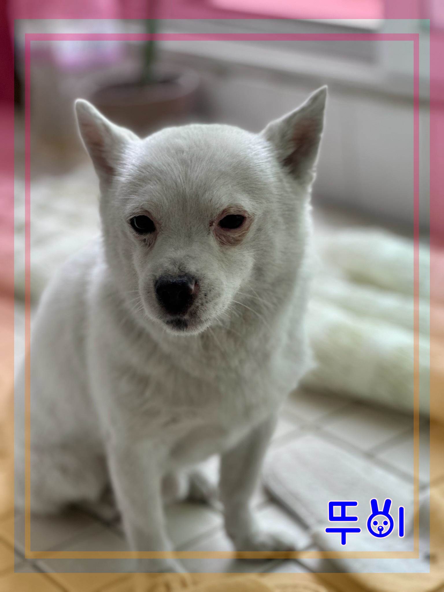 군산유기동물보호센터_445467202301027